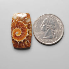 Load image into Gallery viewer, Fossil Ammonite Cabochon
