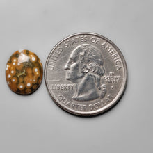 Load image into Gallery viewer, Ocean Orbicular Ocean Jasper
