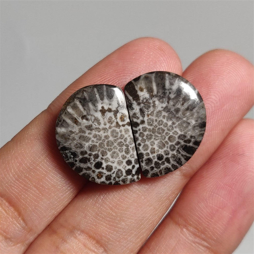 Black Fossil Coral Pair